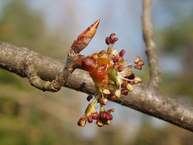 Ulmus thomasii (Rock elm) #35805