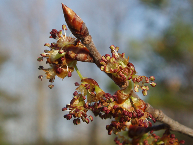 Ulmus thomasii (Rock elm) #35806