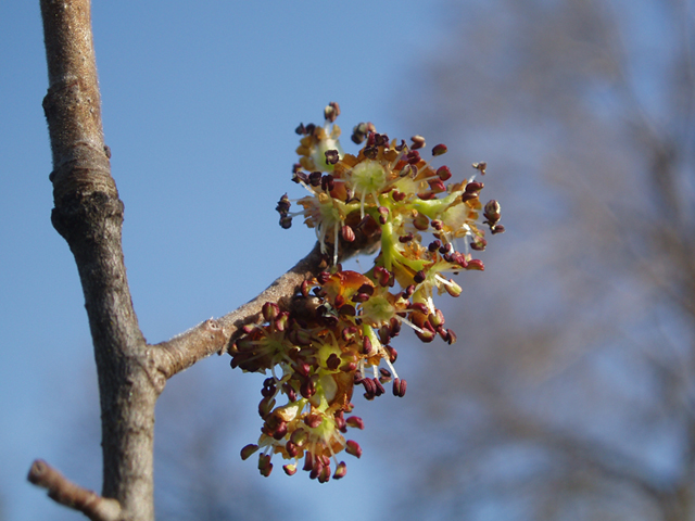 Ulmus thomasii (Rock elm) #35808