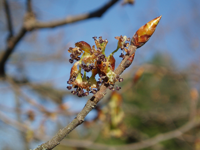 Ulmus thomasii (Rock elm) #35809