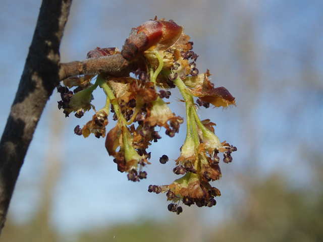 Ulmus thomasii (Rock elm) #35810