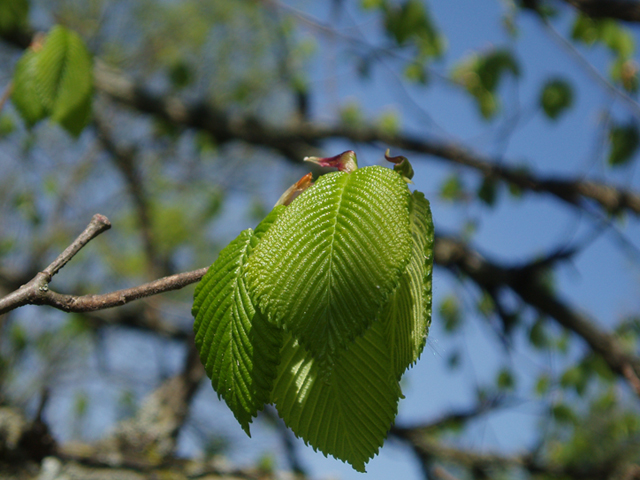 Ulmus thomasii (Rock elm) #35811