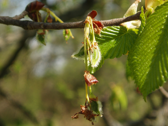 Ulmus thomasii (Rock elm) #35812