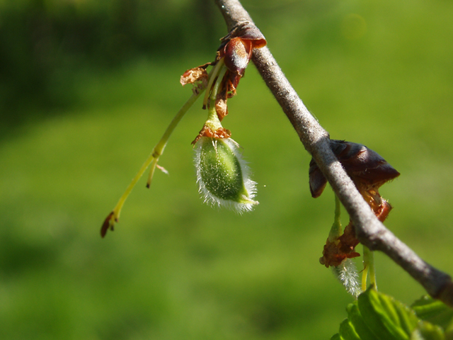 Ulmus thomasii (Rock elm) #35813