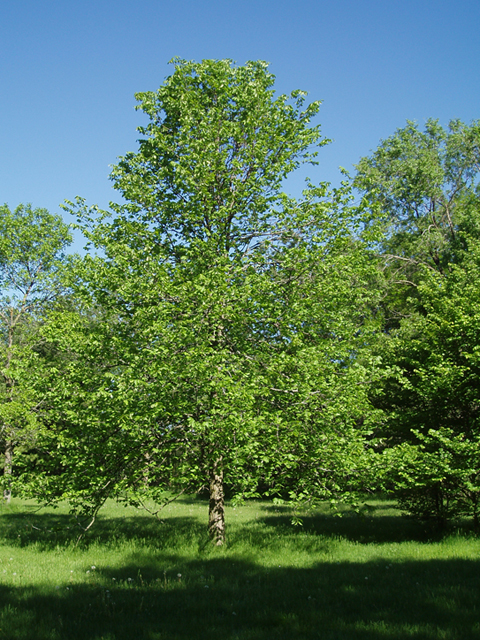 Ulmus thomasii (Rock elm) #35814