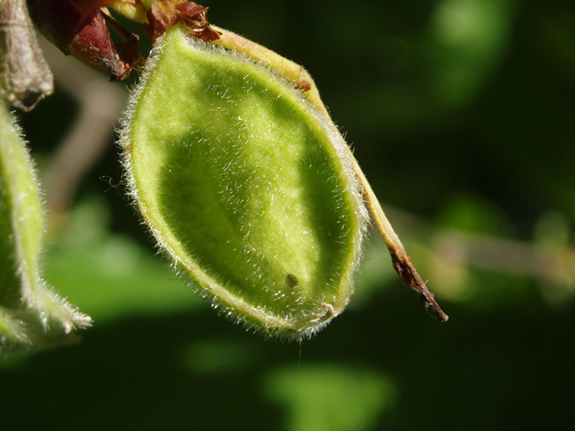 Ulmus thomasii (Rock elm) #35817