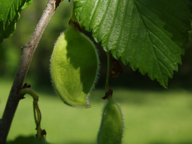 Ulmus thomasii (Rock elm) #35818