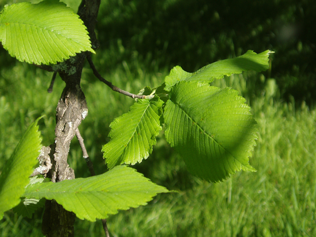 Ulmus thomasii (Rock elm) #35819