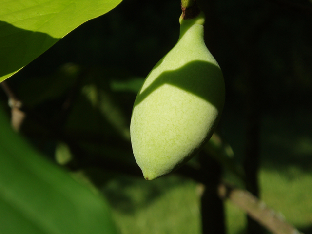 Asimina triloba (Pawpaw) #37230