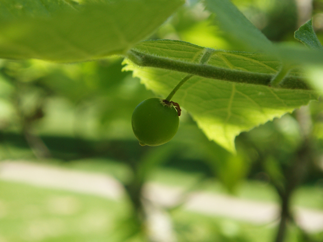 Celtis tenuifolia (Dwarf hackberry) #37237