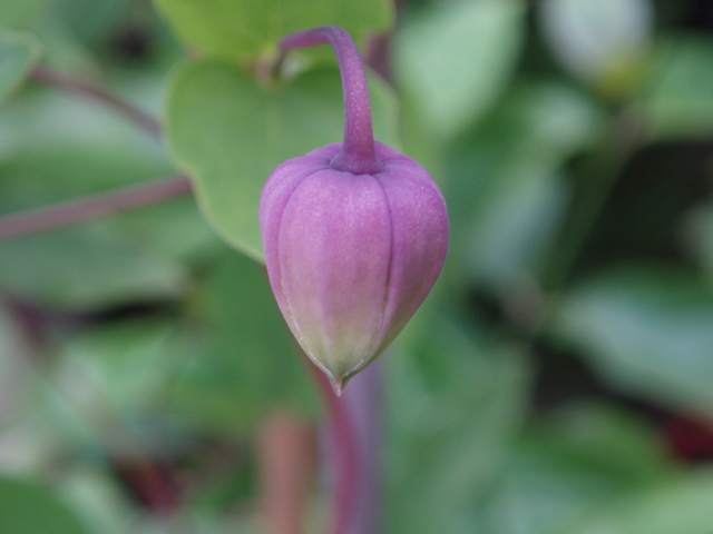 Clematis versicolor (Pale leatherflower) #37253