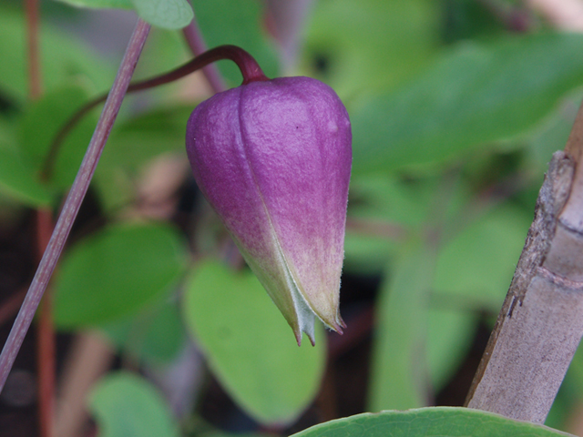 Clematis versicolor (Pale leatherflower) #37254