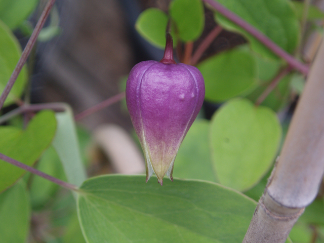 Clematis versicolor (Pale leatherflower) #37255