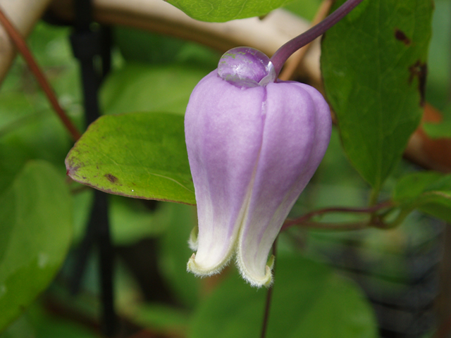 Clematis versicolor (Pale leatherflower) #37256