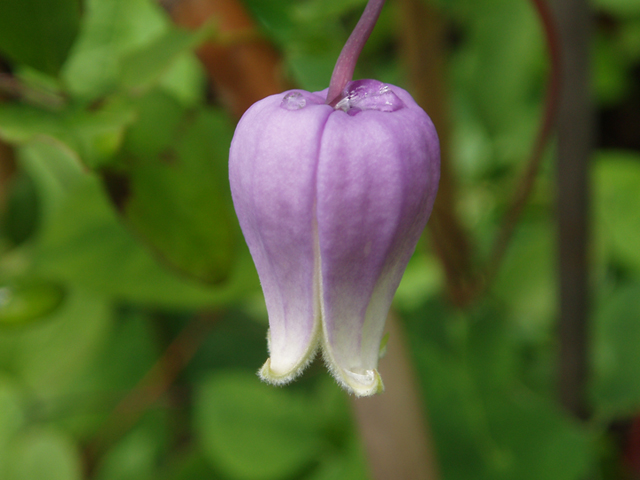 Clematis versicolor (Pale leatherflower) #37257