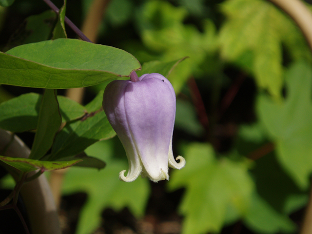 Clematis versicolor (Pale leatherflower) #37258