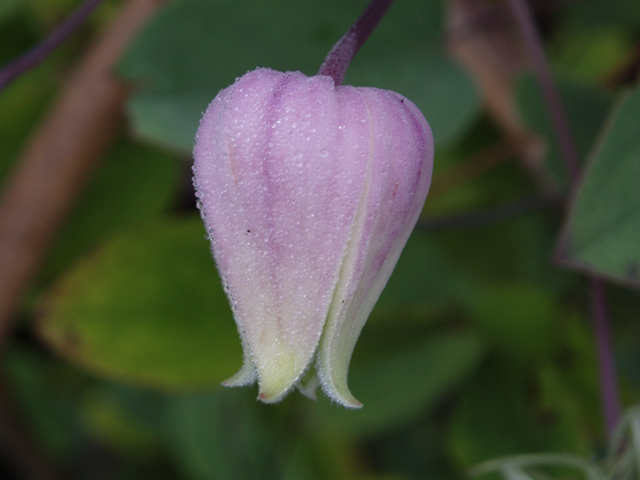 Clematis versicolor (Pale leatherflower) #37259