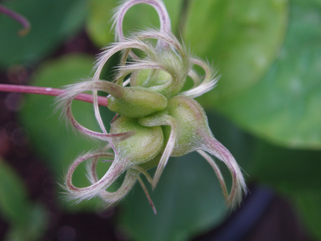 Clematis versicolor (Pale leatherflower) #37260