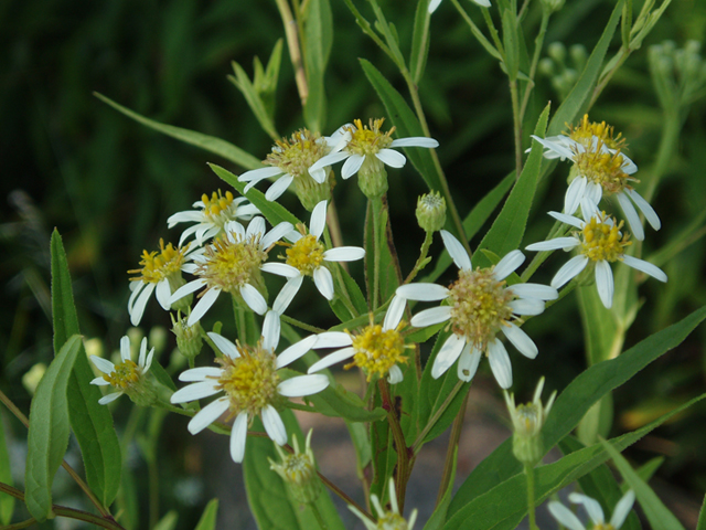 Doellingeria umbellata (Parasol whitetop) #37278