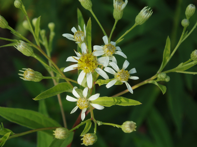 Doellingeria umbellata (Parasol whitetop) #37279