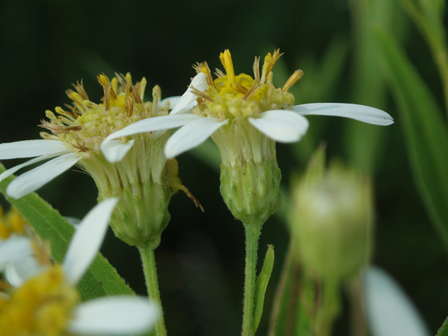 Doellingeria umbellata (Parasol whitetop) #37280