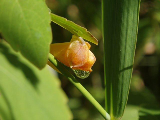 Impatiens capensis (Jewelweed) #37296