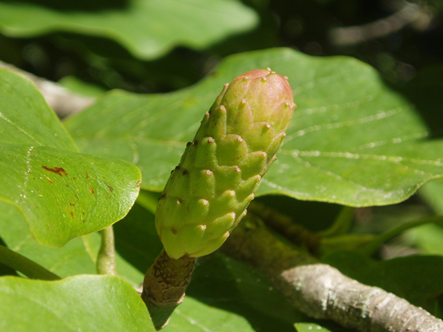 Magnolia acuminata (Cucumbertree) #37322