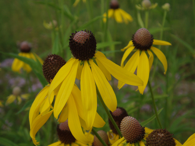 Ratibida pinnata (Grayhead coneflower) #37371