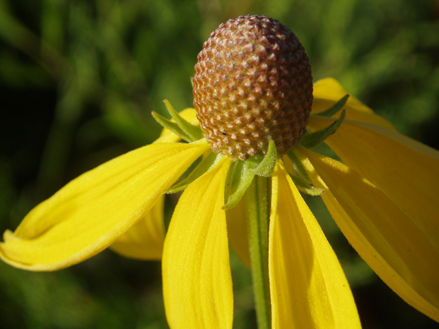 Ratibida pinnata (Grayhead coneflower) #37377