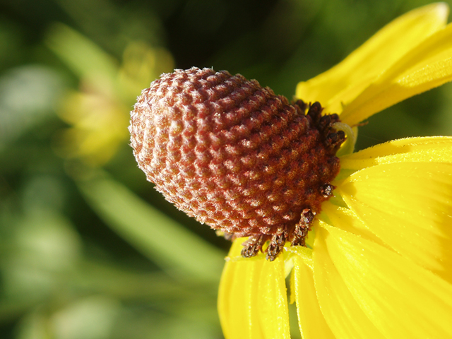 Ratibida pinnata (Grayhead coneflower) #37380