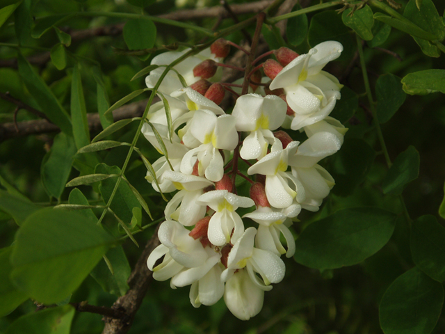 Robinia pseudoacacia (Black locust) #37383