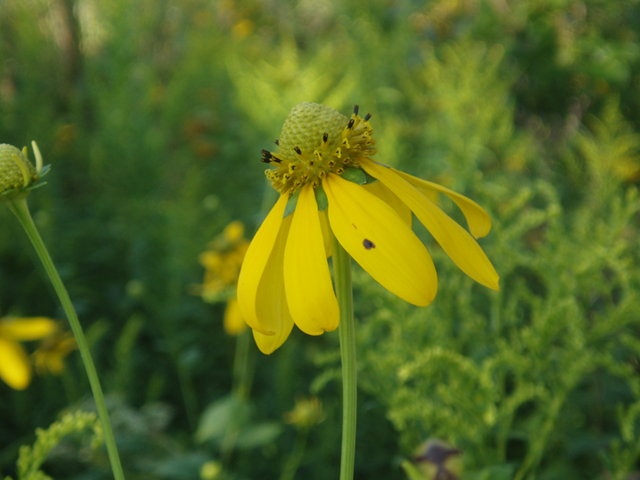 Rudbeckia laciniata (Green-headed coneflower) #37387