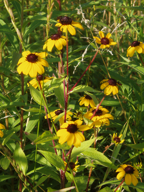 Rudbeckia triloba (Browneyed susan) #37391