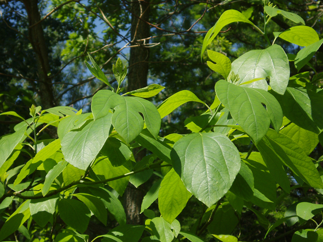 Sassafras albidum (Sassafras) #37393