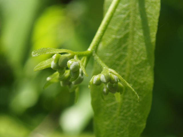 Tilia americana var. heterophylla (American basswood) #37431