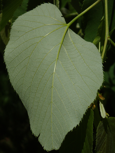 Tilia americana var. heterophylla (American basswood) #37432