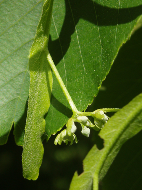 Tilia americana var. heterophylla (American basswood) #37434