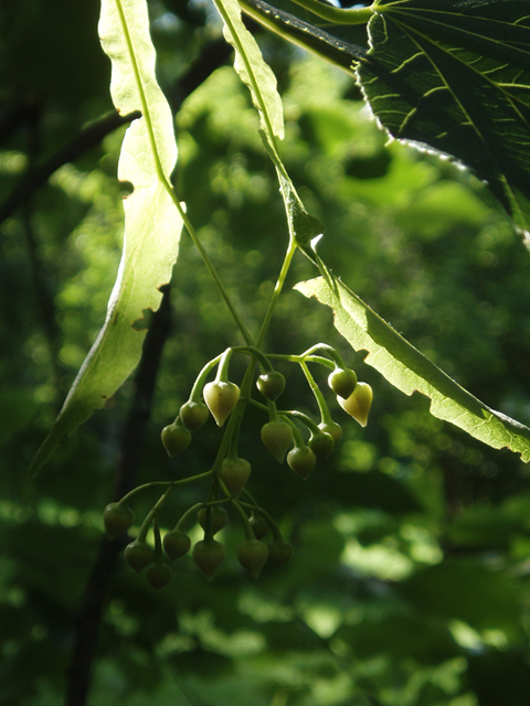 Tilia americana var. heterophylla (American basswood) #37435