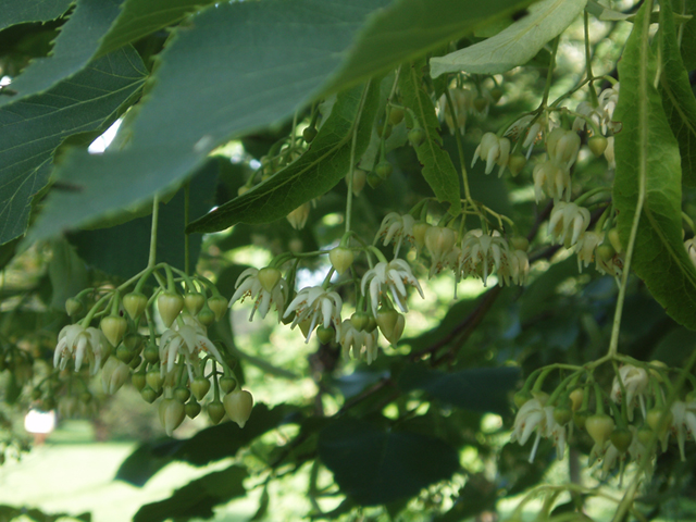 Tilia americana var. heterophylla (American basswood) #37437