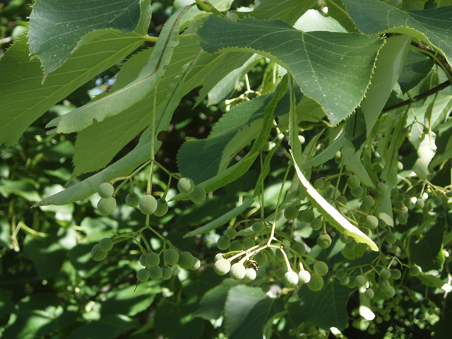 Tilia americana var. heterophylla (American basswood) #37439