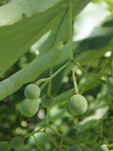 Tilia americana var. heterophylla (American basswood) #37440