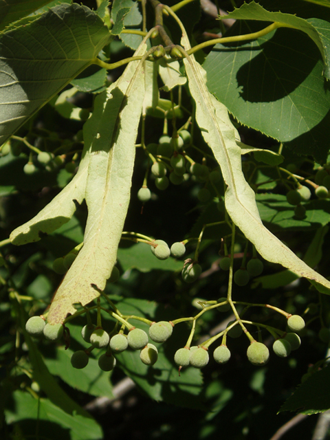 Tilia americana var. heterophylla (American basswood) #37441