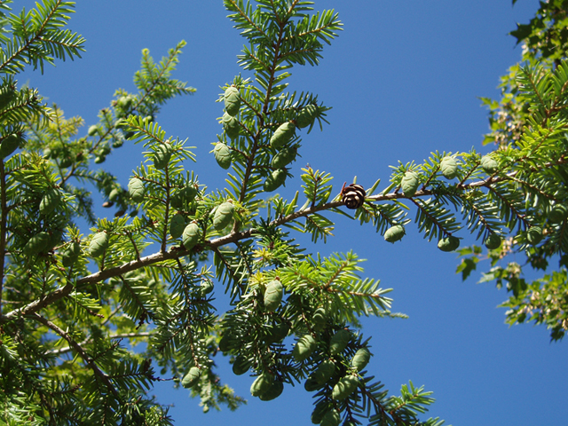 Tsuga canadensis (Eastern hemlock) #37442