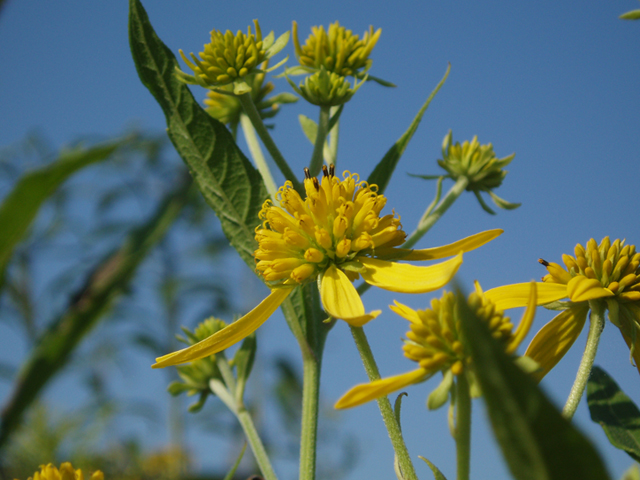 Verbesina alternifolia (Wingstem) #37444