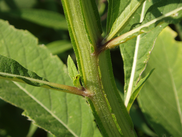 Verbesina alternifolia (Wingstem) #37445