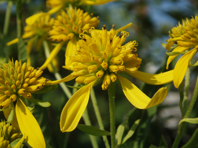 Verbesina alternifolia (Wingstem) #37446