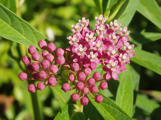 Asclepias incarnata (Swamp milkweed) #47375