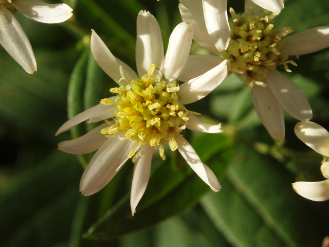 Doellingeria umbellata (Parasol whitetop) #47378