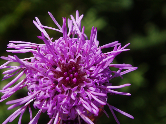 Liatris ligulistylis (Rocky mountain blazing star) #47405