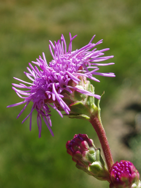 Liatris ligulistylis (Rocky mountain blazing star) #47406